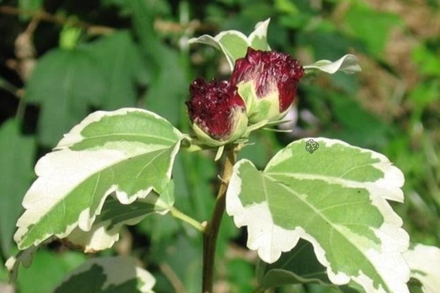 Ketmia syryjska Purpureus Variegatus Hibiscus syriacus C2