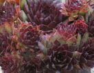 Rojnik Noir Sempervivum P9