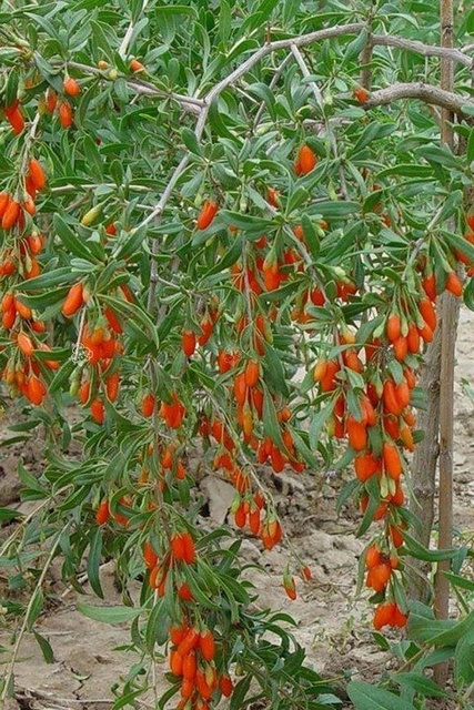 Kolcowój szkarłatny pospolity Lycium barbarum P9