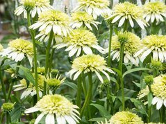 Jeżówka Honeydew Echinacea C2