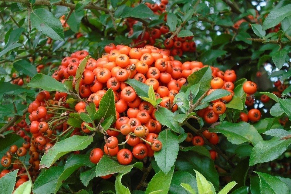 Ognik szkarłatny Red Cushion Pyracantha coccinea P9