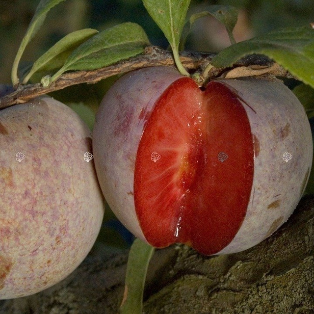 Śliwomorela Dapple Dandy śliwa japońska Prunus