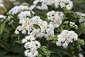 Tawuła japońska Albiflora Spiraea japonica P9