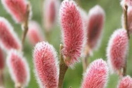 Wierzba smukłoszyjkowa Mt Aso Salix gracilistyla P9
