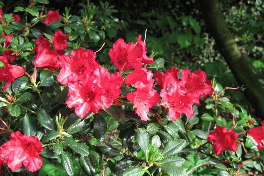 Różanecznik Baden-Baden Rhododendron C2