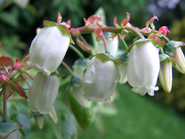 Borówka amerykańska Duke Vaccinium corymbosum P9