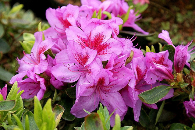 Azalia japońska Peppina PBR Rhododendron obtusum C2