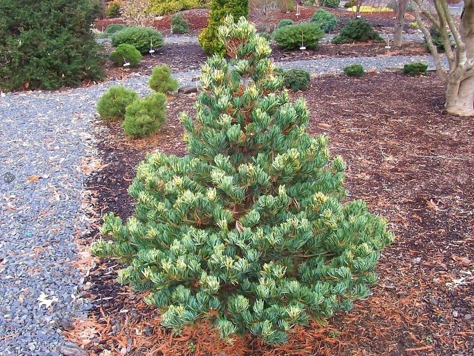 Sosna drobnokwiatowa Fukai Pinus parviflora C5