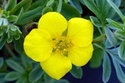 Pięciornik krzewiasty Goldstar Potentilla fruticosa P9