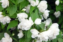Jaśminowiec Manteau d'Hermine Philadelphus P9