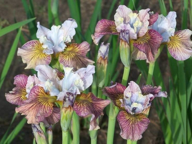 Kosaciec syberyjski Painted Woman Iris sibirica C2