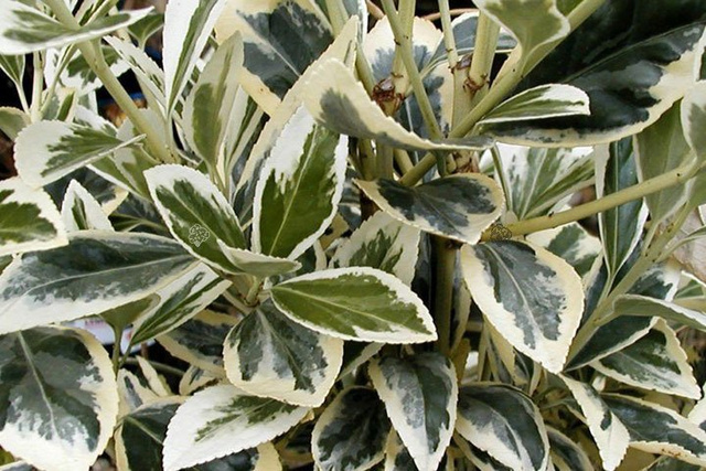 Trzmielina japońska Bravo Euonymus japonicus C2