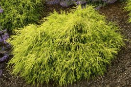 Cyprysik groszkowy Sungold Chamaecyparis pisifera P9
