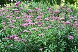 Tawuła japońska Manon Spiraea japonica P9