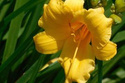 Liliowiec Stella De Oro Hemerocallis P9
