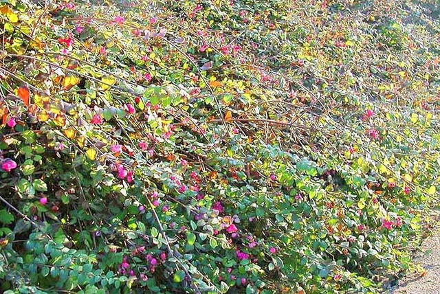 Śnieguliczka Chenaulta Hancock Symphoricarpos chenaultii P9