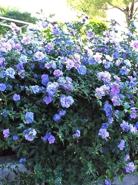 Ketmia syryjska Blue Chiffon PBR Hibiscus syriacus C7,5