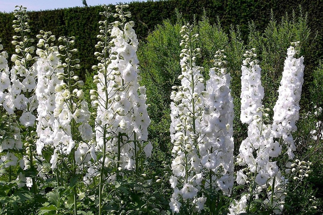 Ostróżka ogrodowa Magic Fountains White Delphinium cultorum C2
