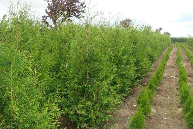 Tuja Brabant Thuja occidentalis P9