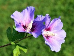 Ketmia syryjska Oiseau Bleu Hibiscus syriacus C5