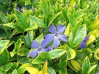 Barwinek pospolity Aureomarginata Vinca minor P9