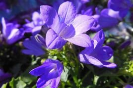Dzwonek brzoskwiniolistny Highcliffe Variety Campanula latiloba C3