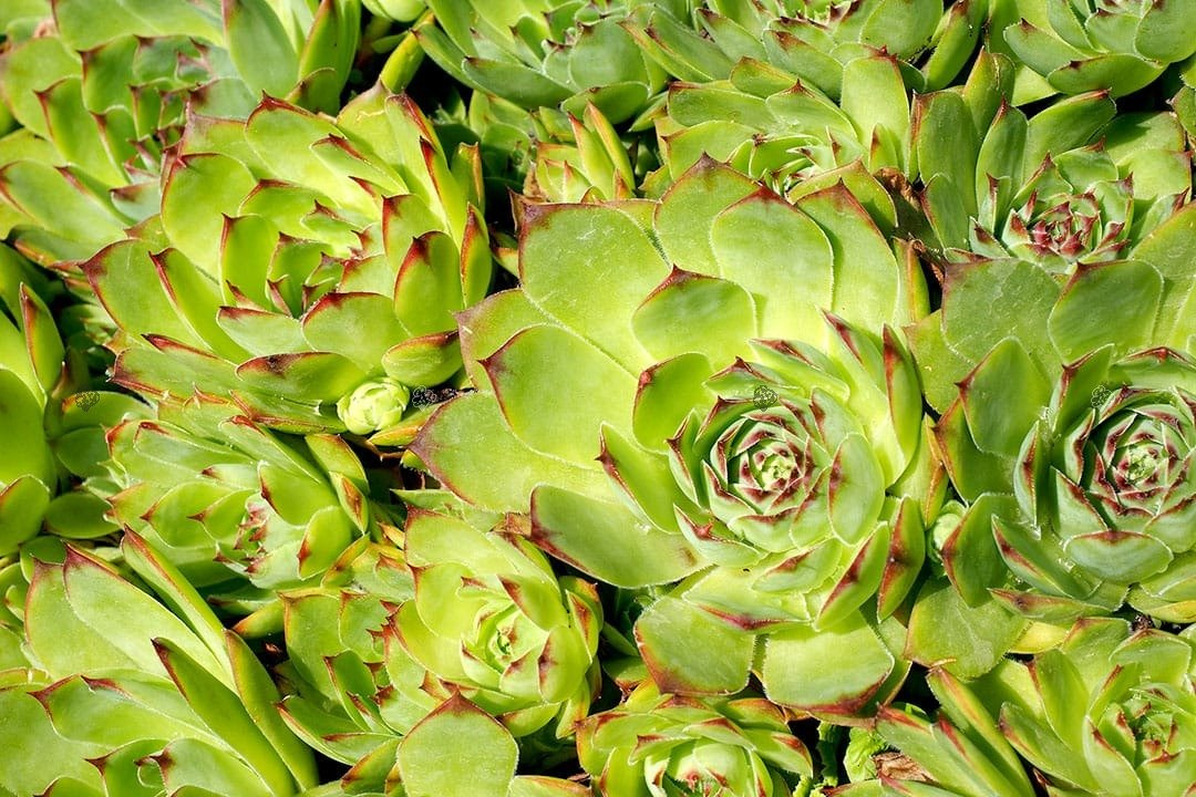 Rojnik Mahogany Sempervivum P9