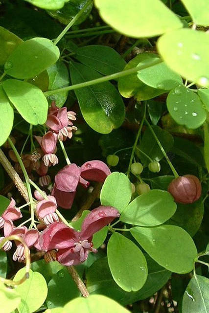 Akebia pięciolistkowa Akebia quinata C2