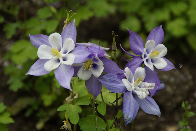 Orlik alpejski Aquilegia alpina P9