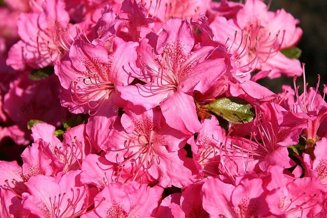 Azalia japońska Kirstin Rhododendron obtusum C2