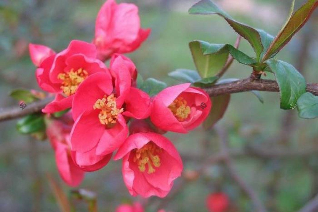 Pigwowiec pośredni Pink Lady Chaenomeles superba P9