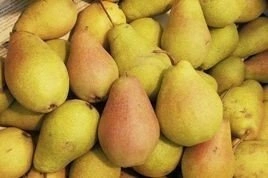 Grusza Klapsa Faworytka Pyrus communis