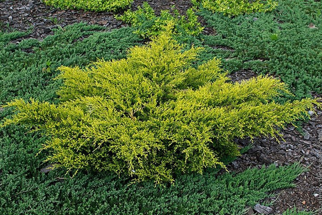Jałowiec Pfitzera Old Gold Juniperus pfitzeriana P9