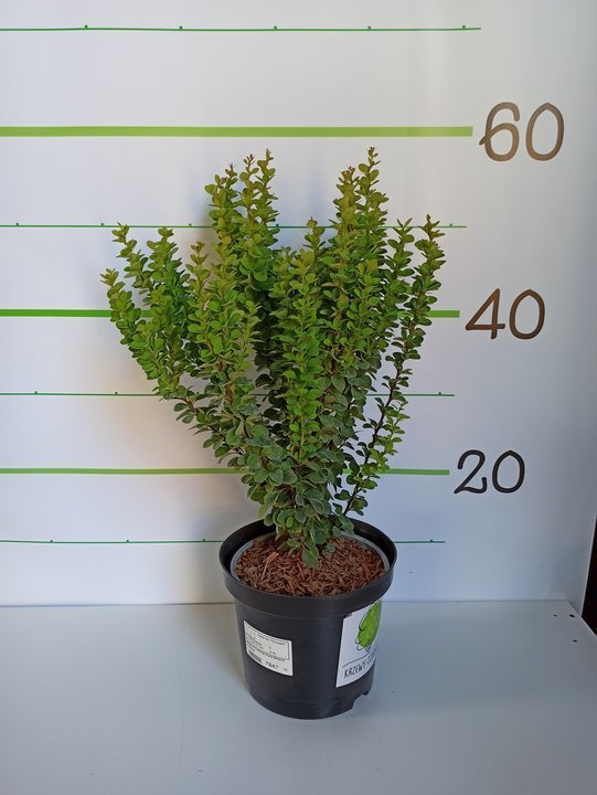 Berberys Thunberga Erecta Berberis thunbergii C2