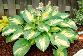 Funkia Great Expectations Hosta C2