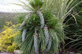 Sosna Schwerina Wiethorst Pinus schwerinii C2
