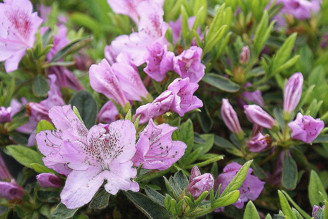 Azalia japońska Ledikanense Rhododendron obtusum C2
