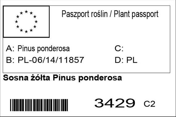 Sosna żółta Pinus ponderosa