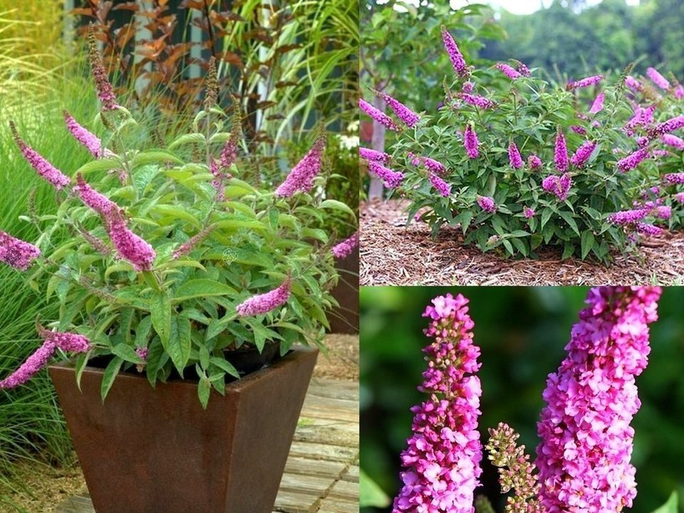 Budleja Pink Micro Chip PBR Buddleja C3