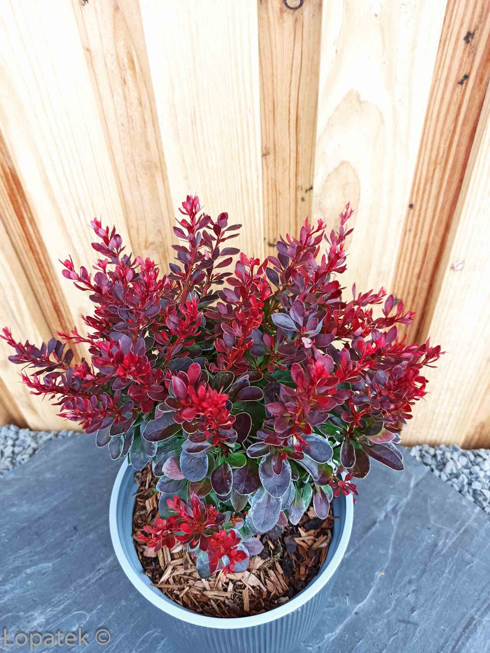 Berberys Thunberga Bagatelle Berberis thunbergii C2