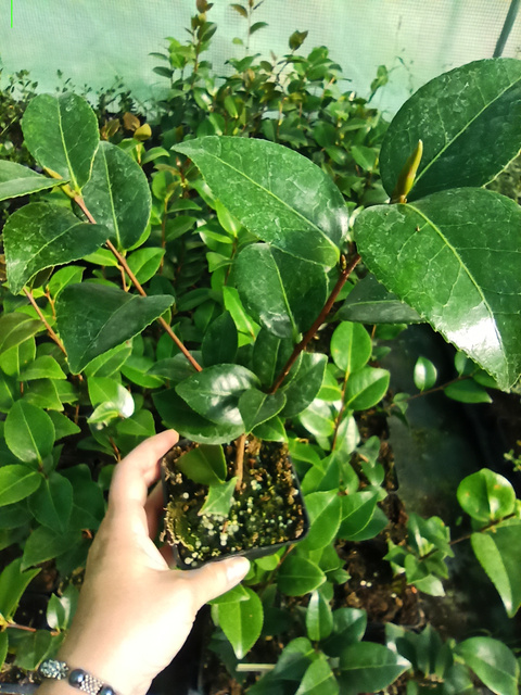 Kamelia Williamsa Debbie Camellia williamsii P9