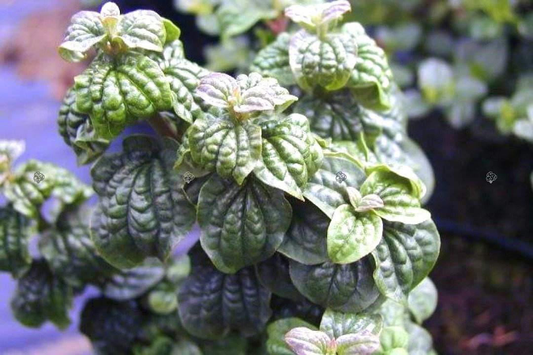 Dereń świdwa Compressa Cornus Sanguinea C2