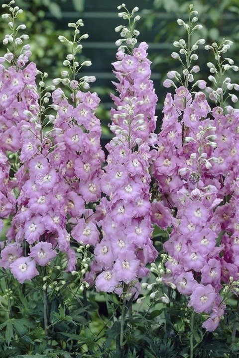 Ostróżka ogrodowa Guinevere Delphinium C2