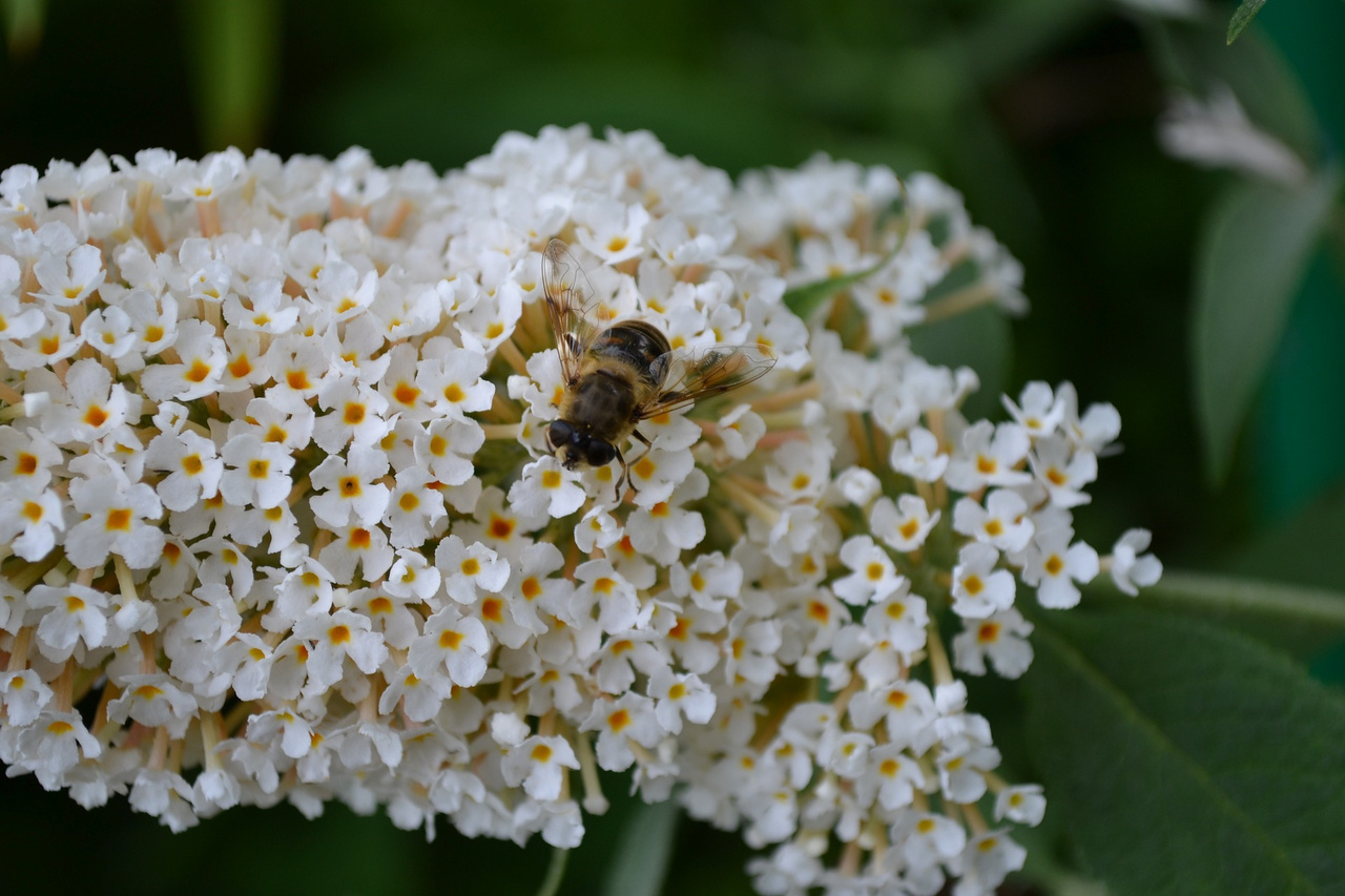 Budleja Davida White Profusion Buddleja davidii
