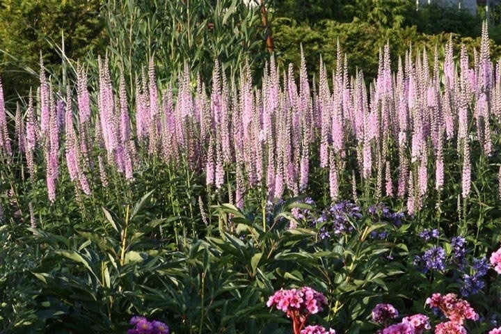 Przetacznik kłosowy Pink Damask Veronica longifolia C2