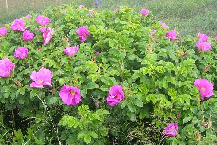 Róża pomarszczona Rosa rugosa C2