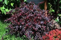 Berberys Thunberga Dart's Red Lady Berberis thunbergii C2