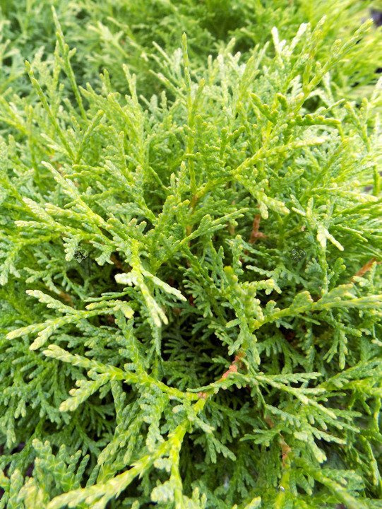 Tuja Tiny Tim Thuja occidentalis C2