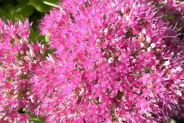 Rozchodnik okazały Brillant Sedum spectabile P9