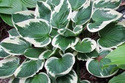 Funkia Fortune'a Patriot Hosta fortunei